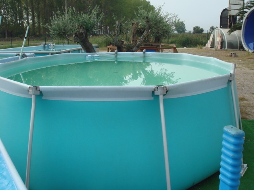 [5004] PISCINA IASO MODELO FLIPPER (Flipper 3)